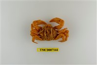藏品(拉氏清溪蟹)的圖片